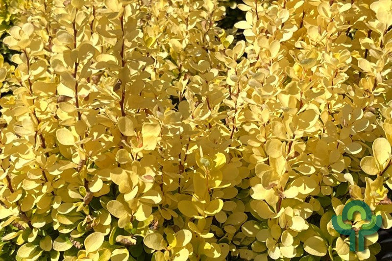 Berberis thunbergii 'Golden Rocket'