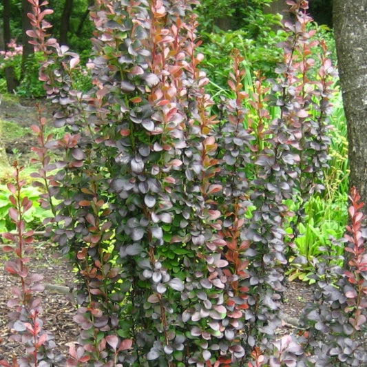 Berberis thunbergii 'Helmond Pillar'
