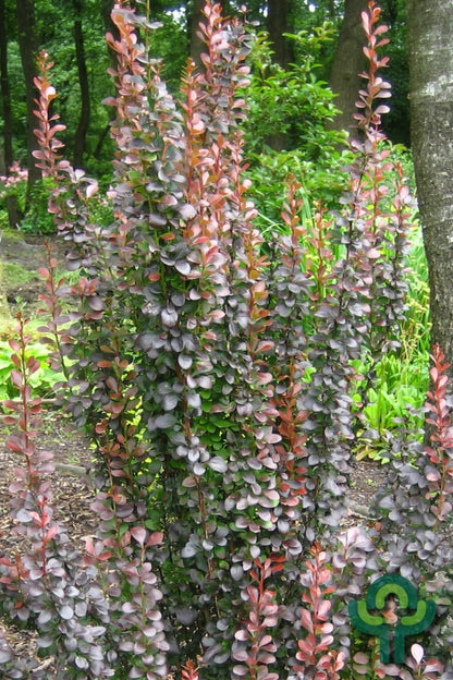 Berberis thunbergii 'Helmond Pillar'