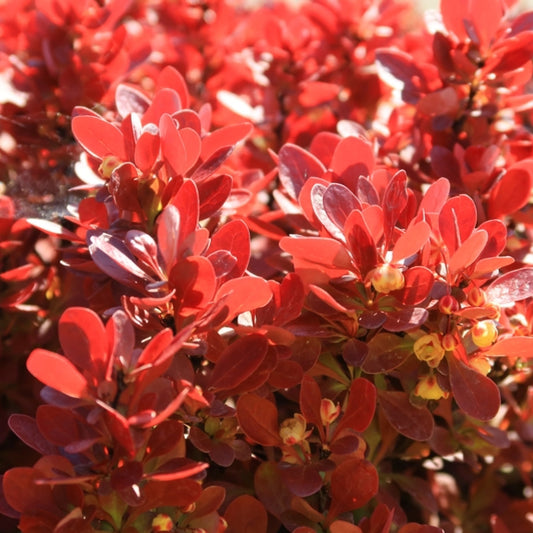 Berberis thunbergii 'Lutin Rouge'