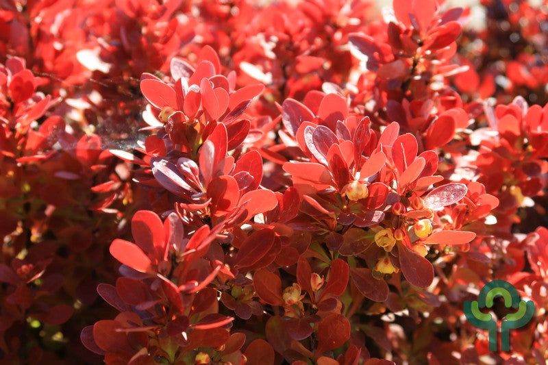 Berberis thunbergii 'Lutin Rouge'