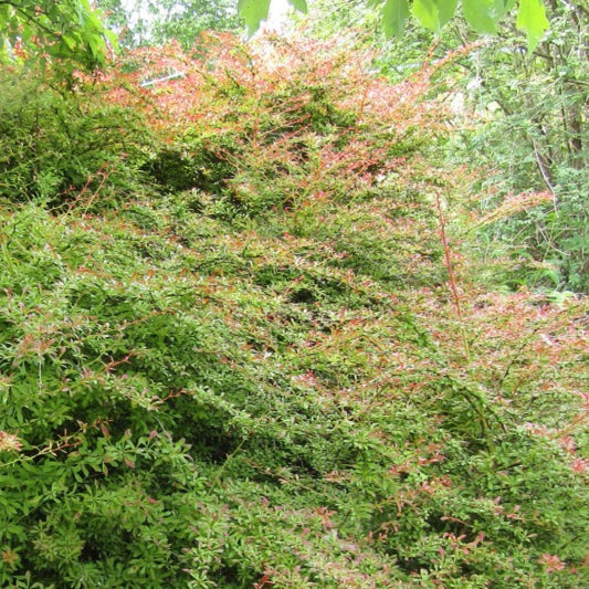 Berberis thunbergii 'Orange Dream'