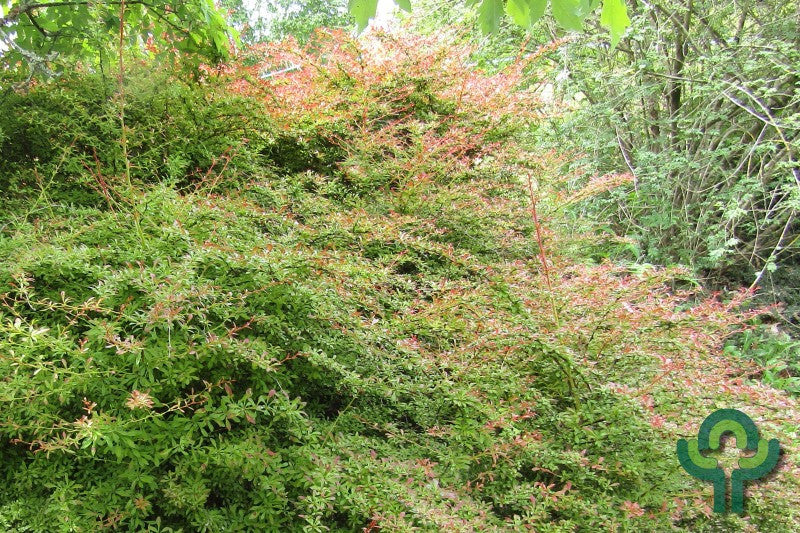 Berberis thunbergii 'Orange Dream'