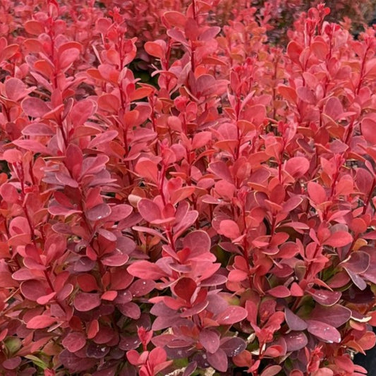 Berberis thunbergii 'Orange Rocket'