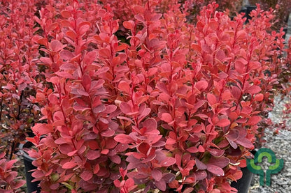 Berberis thunbergii 'Orange Rocket'