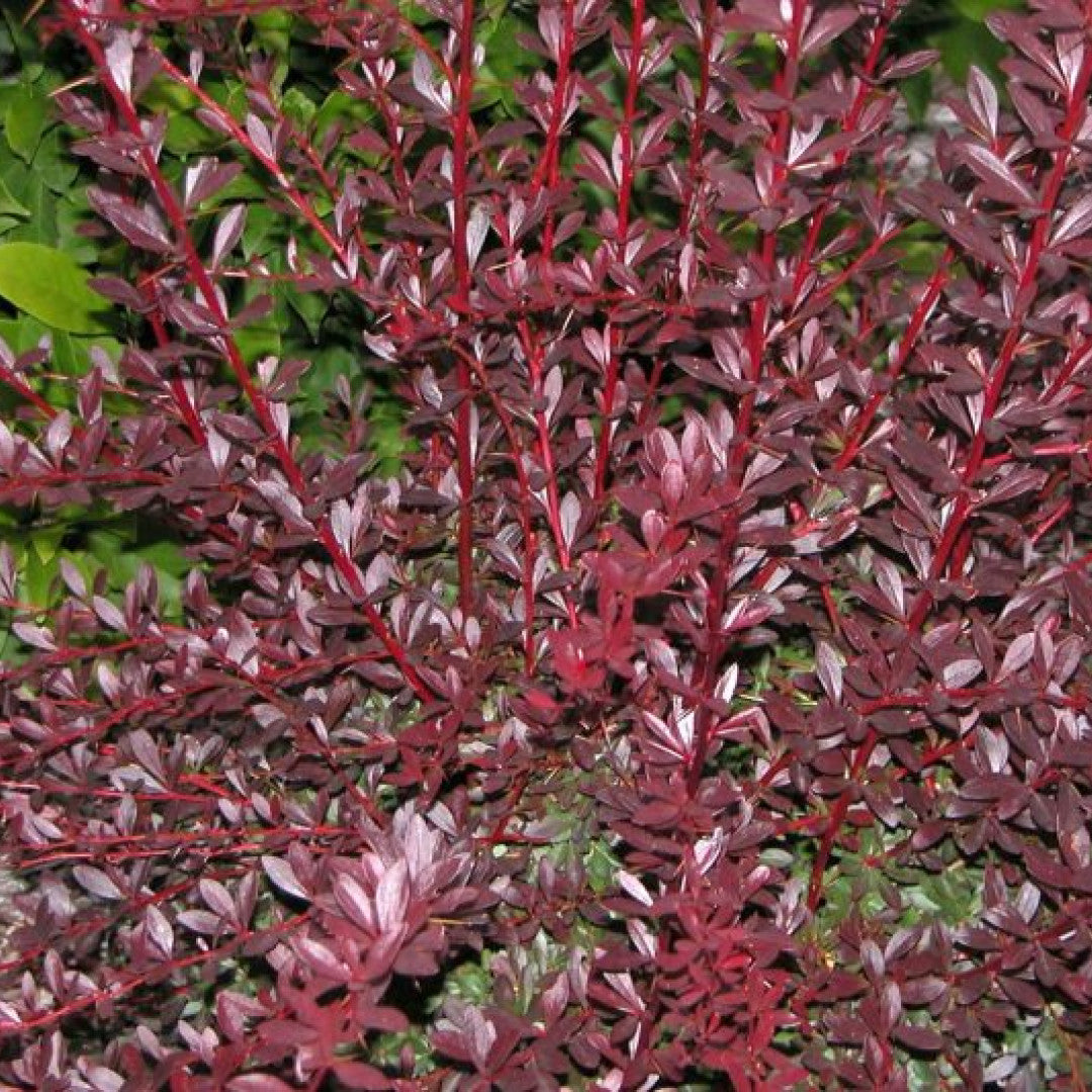 Berberis thunbergii 'Red Chief'