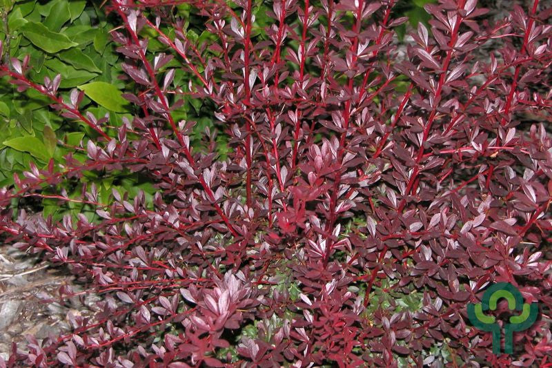 Berberis thunbergii 'Red Chief'