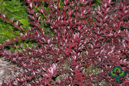 Berberis thunbergii 'Red Chief'