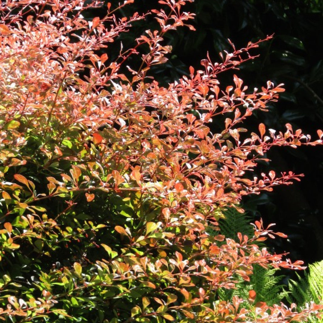 Berberis thunbergii 'Rose Glow'
