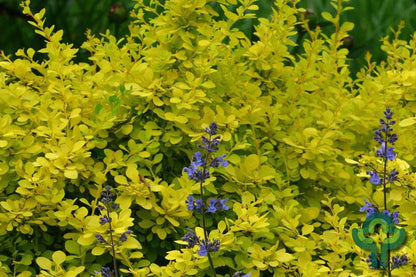 Berberis thunbergii 'Sunsation'