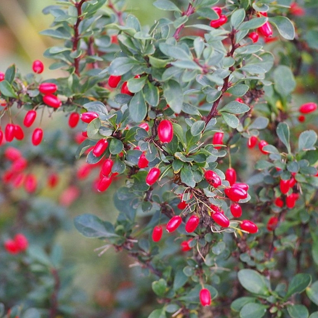 Berberis buxifolia 'Nana'
