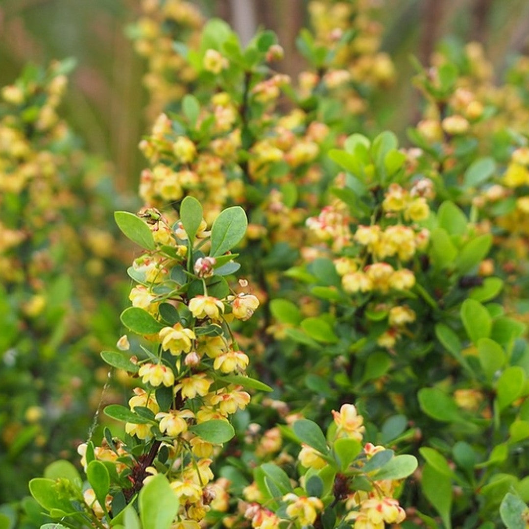 Berberis buxifolia 'Nana'