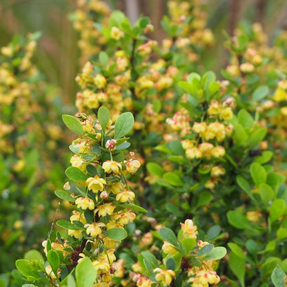 Berberis buxifolia 'Nana'