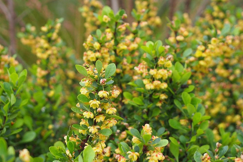 Berberis buxifolia 'Nana'