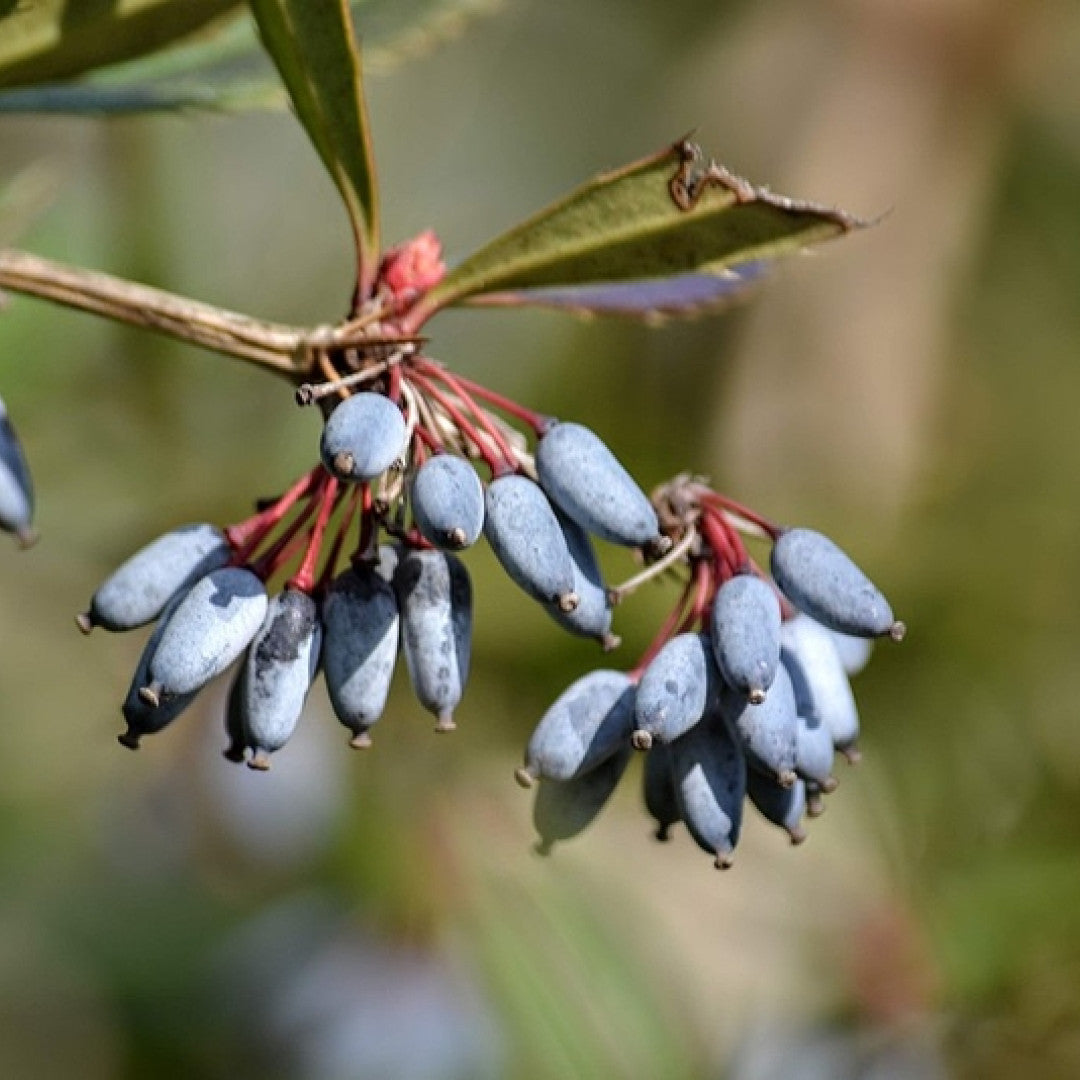 Berberis julianae