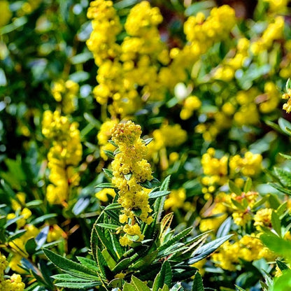 Berberis julianae