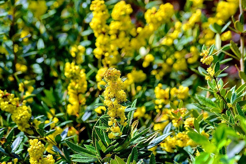 Berberis julianae