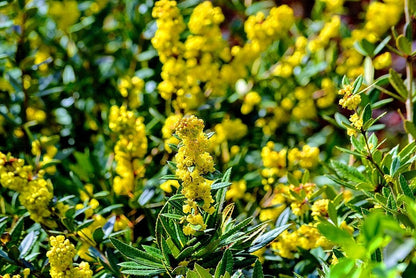 Berberis julianae