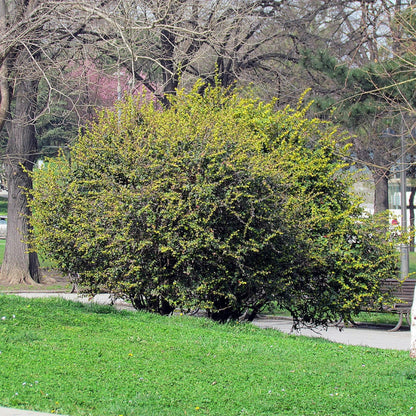 Berberis julianae