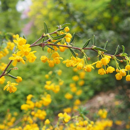 Berberis stenophylla
