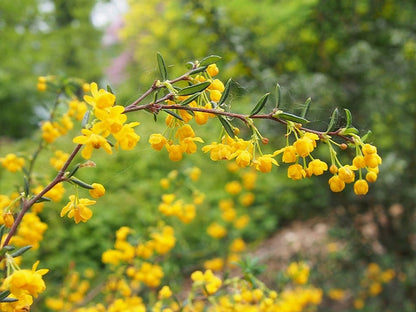 Berberis stenophylla
