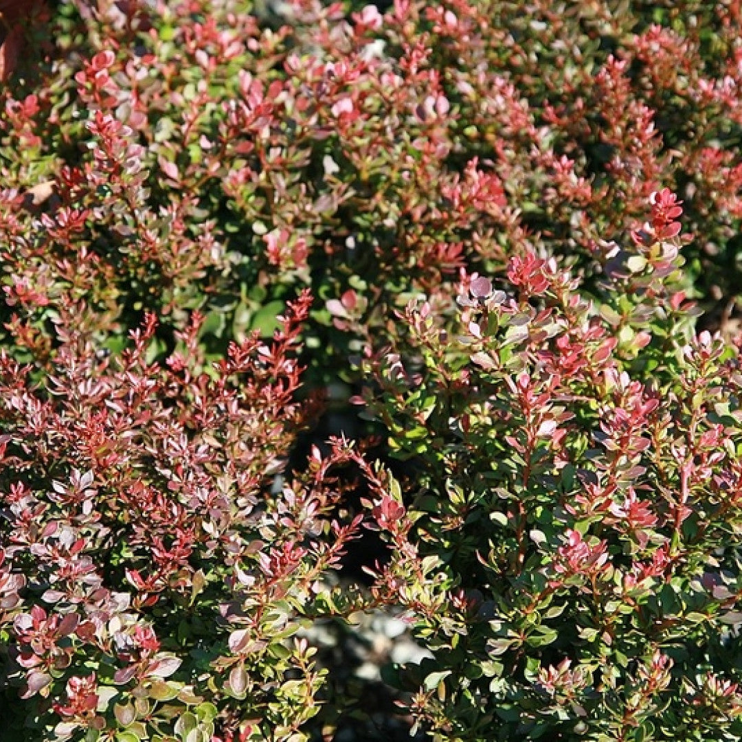 Berberis thunbergii 'Bagatelle'