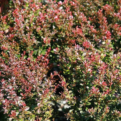 Berberis thunbergii 'Bagatelle'