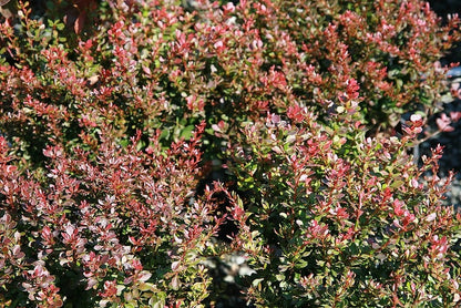 Berberis thunbergii 'Bagatelle'