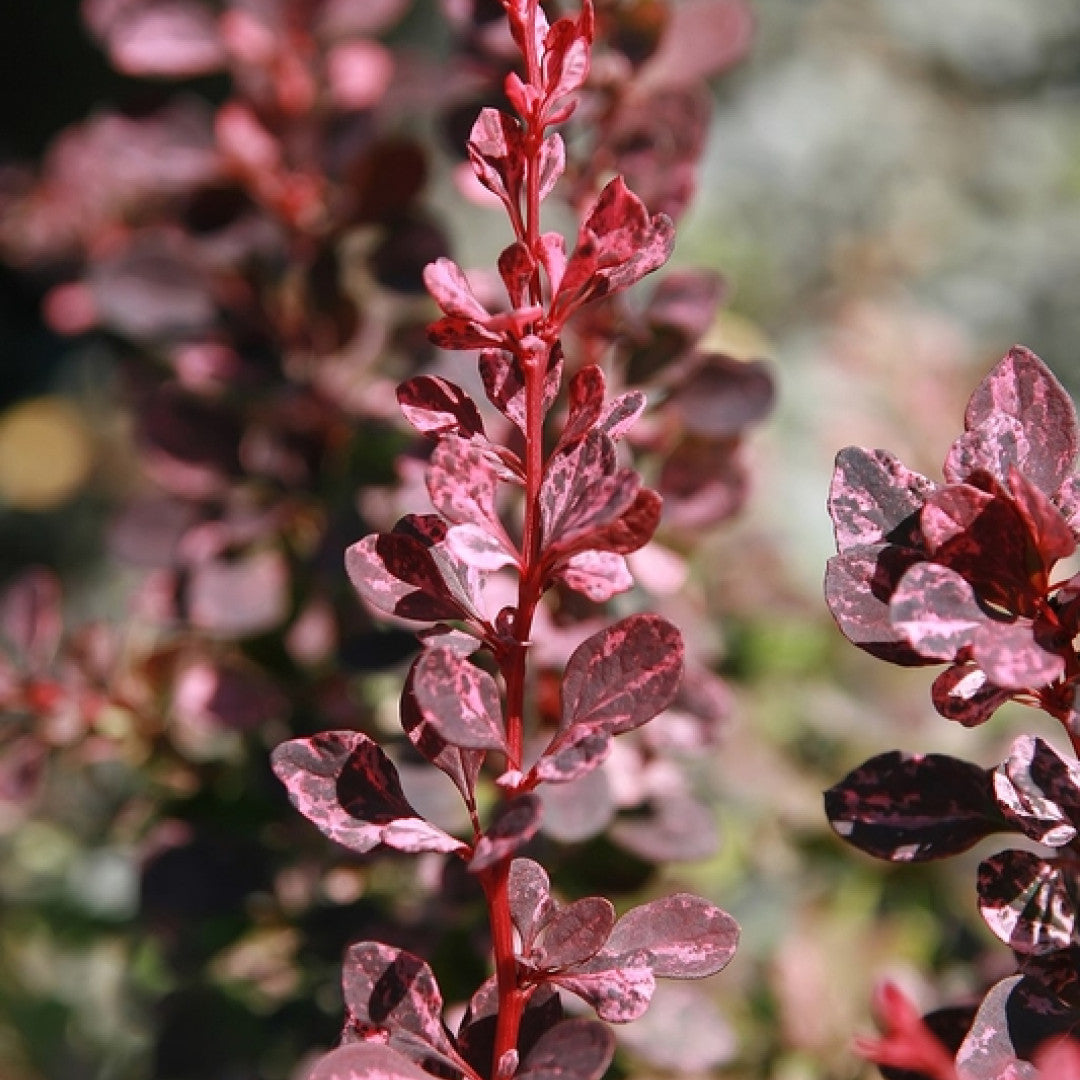Berberis thunbergii 'Rose Glow'