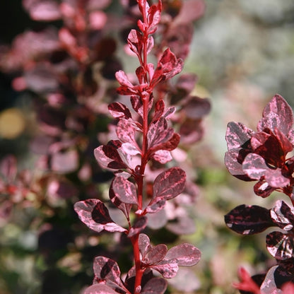 Berberis thunbergii 'Rose Glow'