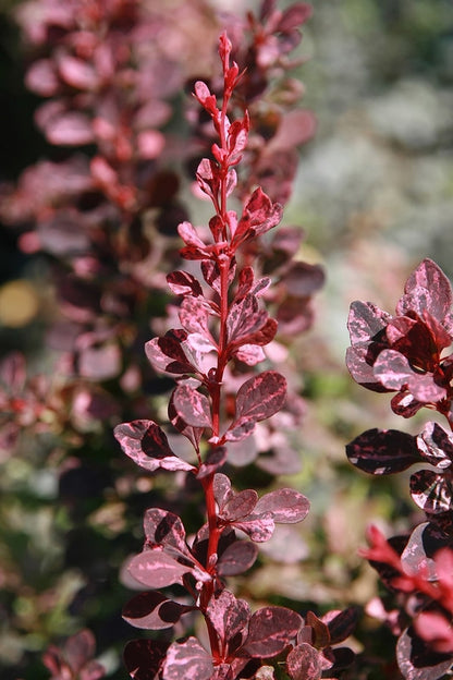 Berberis thunbergii 'Rose Glow'