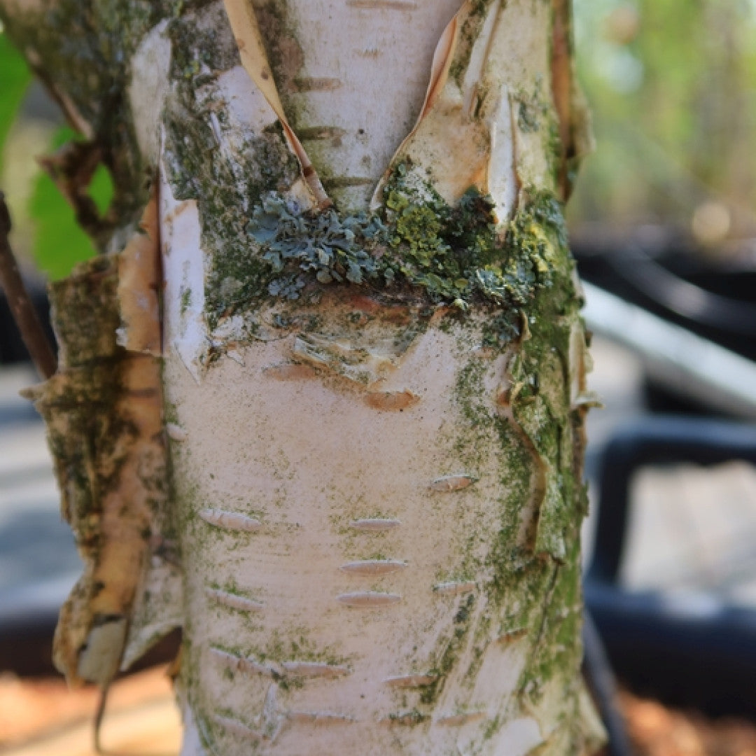 Betula utilis 'Doorenbos'