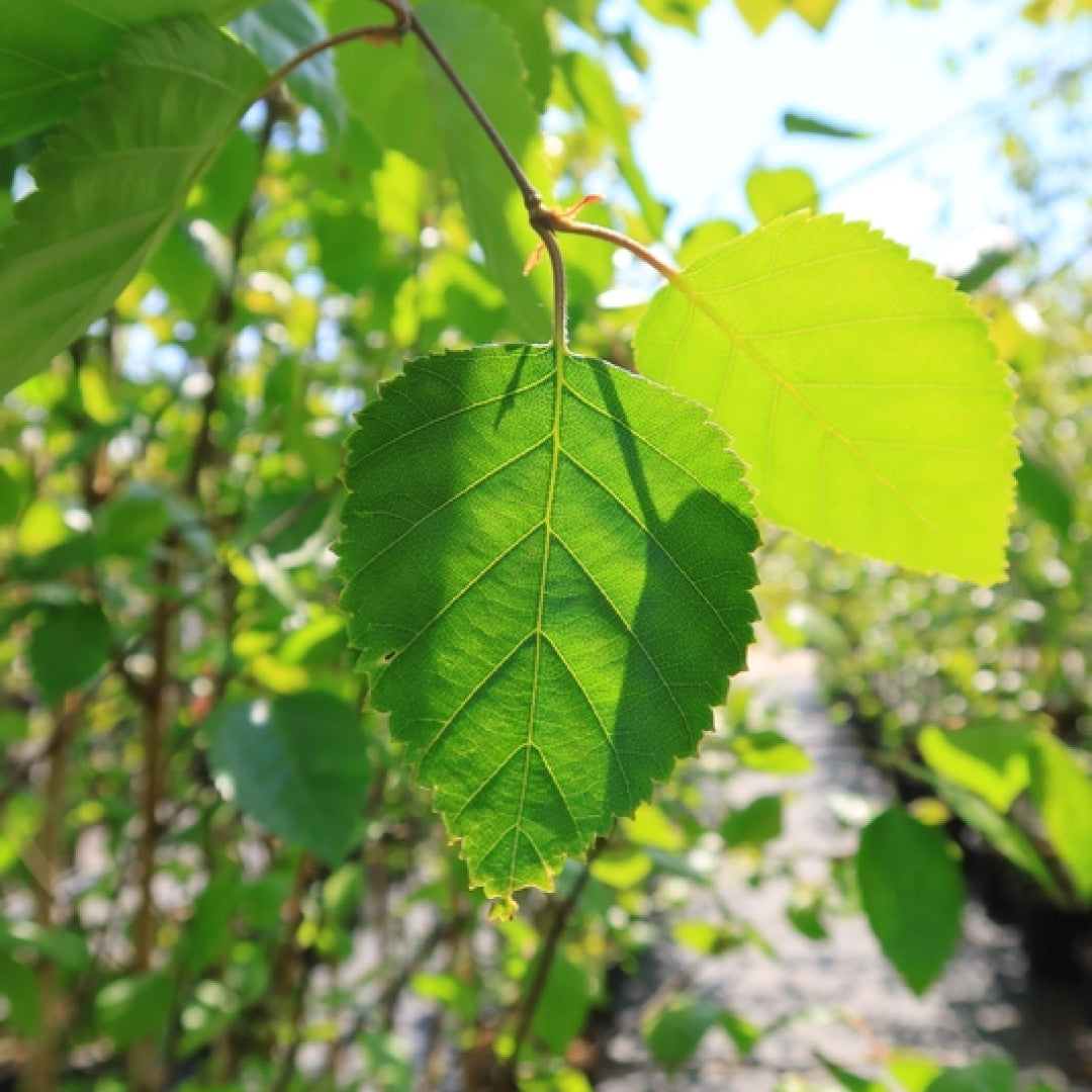 Betula utilis 'Doorenbos'
