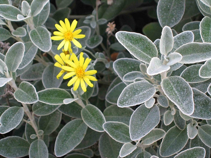 Brachyglottis 'Sunshine'