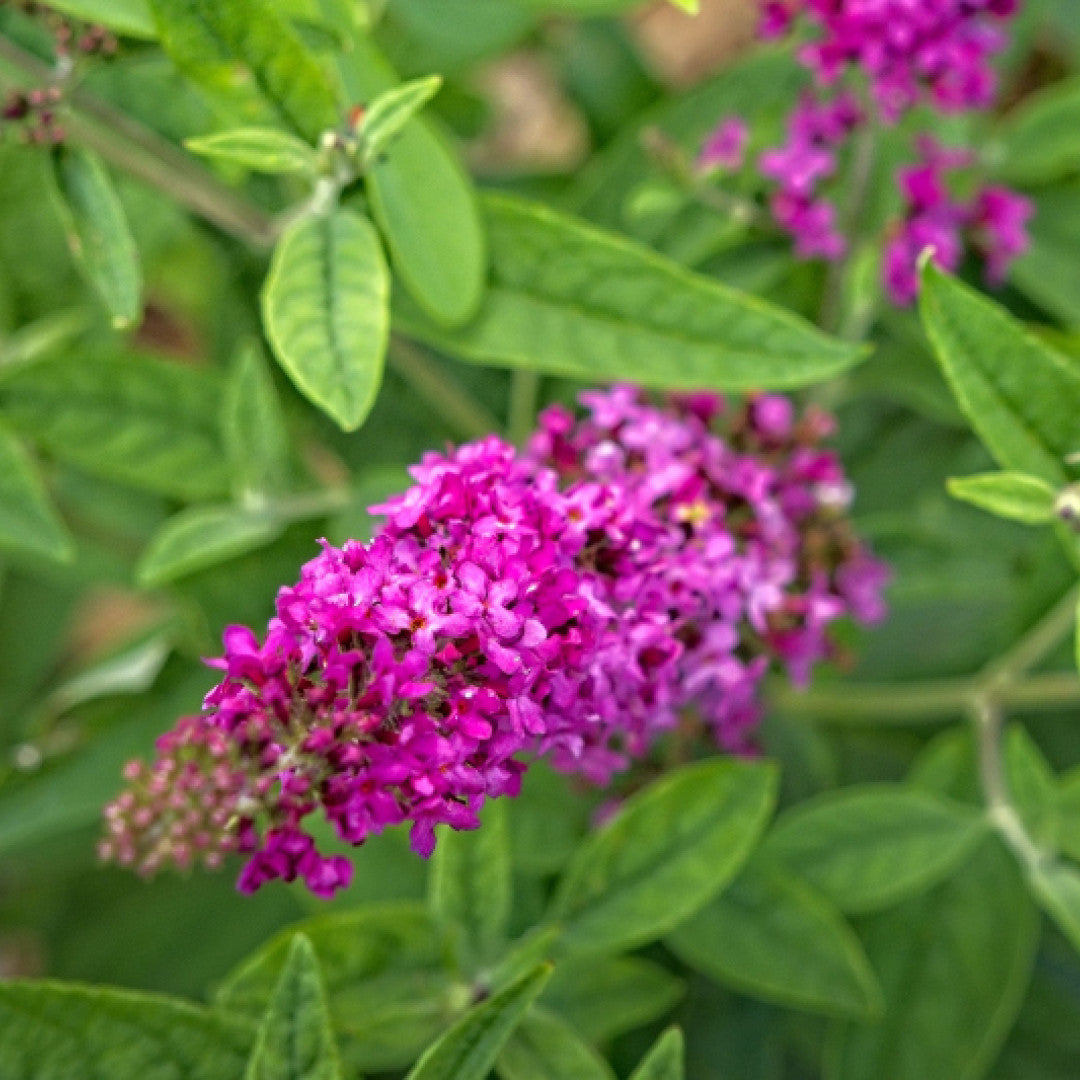 Buddleja davidii 'Miss Ruby'