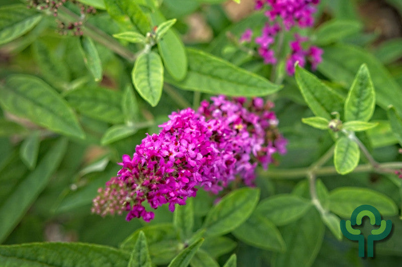 Buddleja davidii 'Miss Ruby'