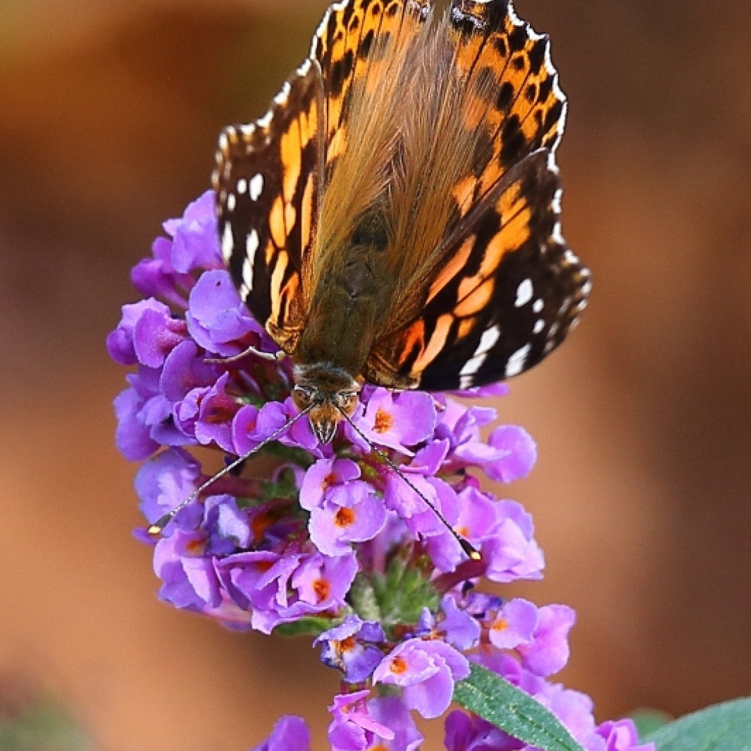 Buddleja 'Blue Chip'