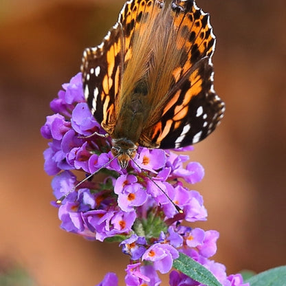 Buddleja 'Blue Chip'