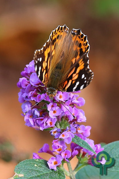 Buddleja 'Blue Chip'