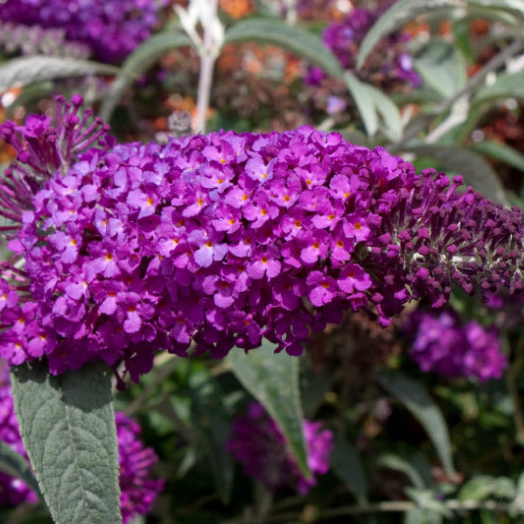 Buddleja 'Buzz Pink Purple'