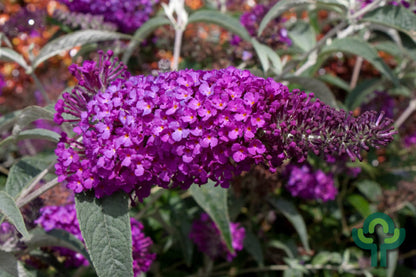 Buddleja 'Buzz Pink Purple'
