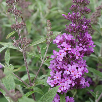Buddleja 'Buzz Violet'
