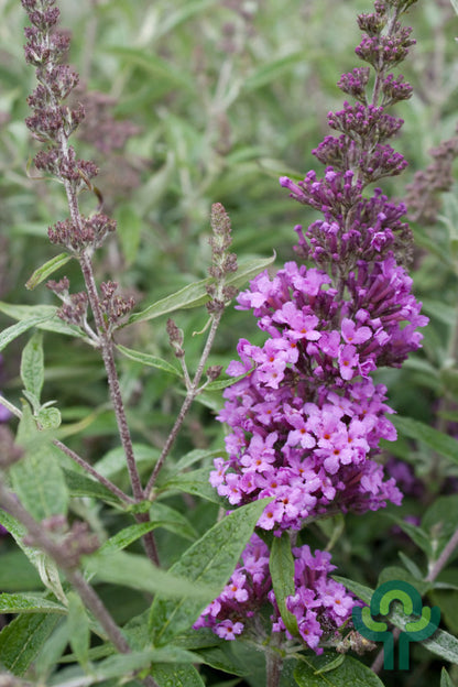Buddleja 'Buzz Violet'