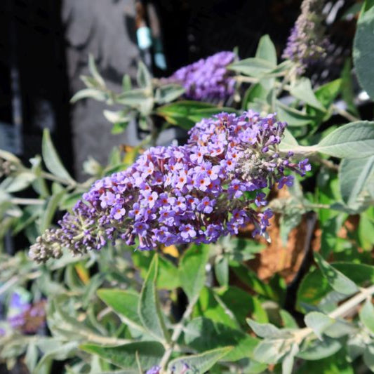 Buddleja 'Lochinch'