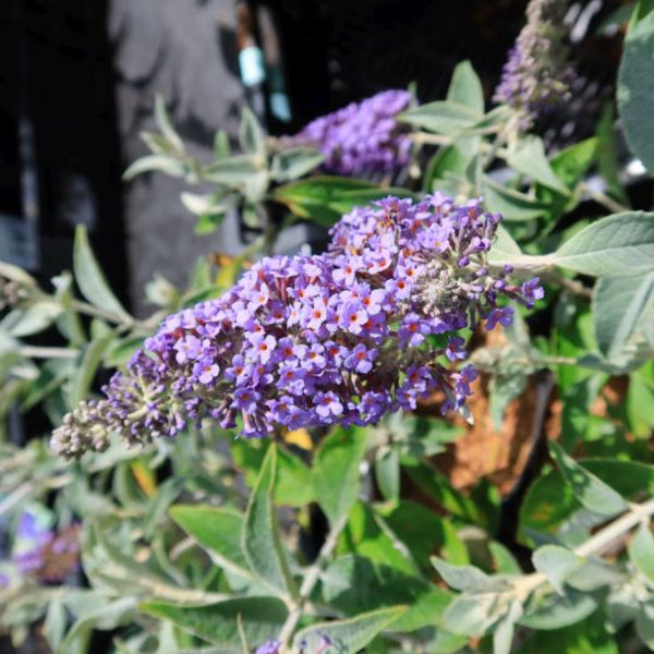 Buddleja 'Lochinch'