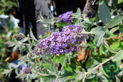 Buddleja 'Lochinch'