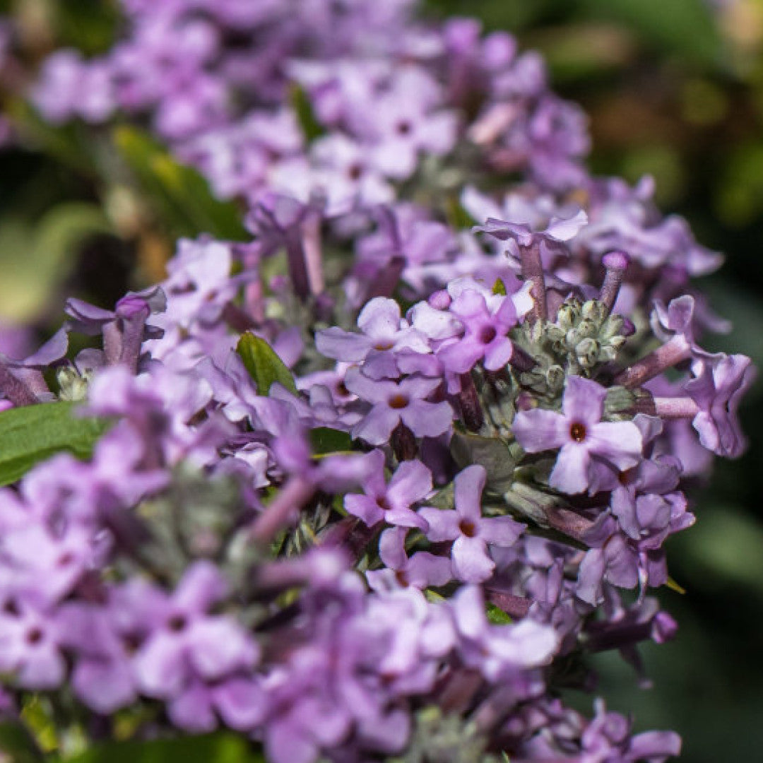 Buddleja alternifolia 'Unique'