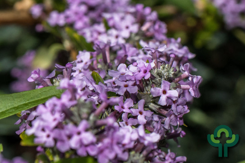 Buddleja alternifolia 'Unique'