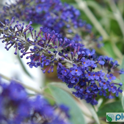 Buddleja davidii Adonis Blue