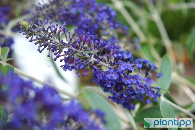 Buddleja davidii Adonis Blue